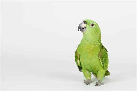amazon parrot care guide types lifespan  petsoid