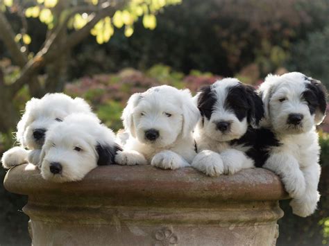 sheepdog cost uk pets