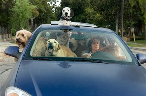 poll pets   distraction  driving