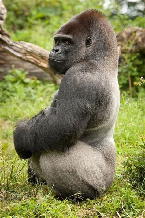 406 best images about gorillas on pinterest
