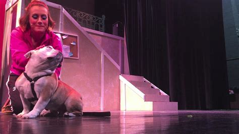 Broadway Pups Join Vhs Cast In Legally Blonde Play