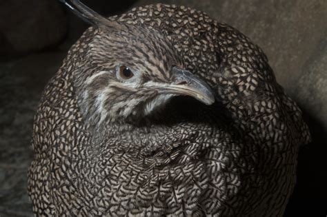 study explores evolution  flightless birds royal ontario museum