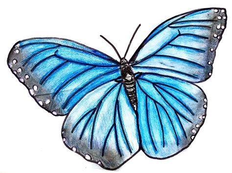 butterfly art collectibles painting etnacompe