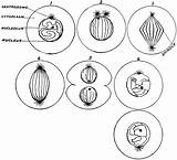 Cell Division Process Cycle Clipart Drawing Phases Etc Large Usf Edu Getdrawings Small Medium Original sketch template