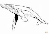 Whale Azul Ballena Colorear Baleia Supercoloring sketch template