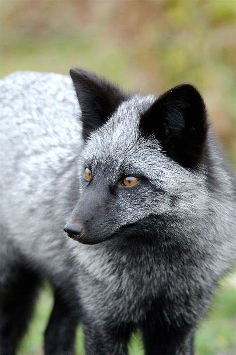 majestic  silver fox photo  matt knoth  ranimalporn