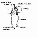 Excretory System Diagram Labeled Labelled Worksheet Answers Human Draw Animals Anatomy Physiology Kidney Wikieducator Urinary Parts Class Functions Answer Mammal sketch template