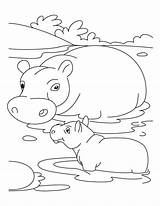 Hippo Coloring Pages Baby Babies Mother Kids Worksheets Zoo Animal Print Grade Choose Board Trending sketch template