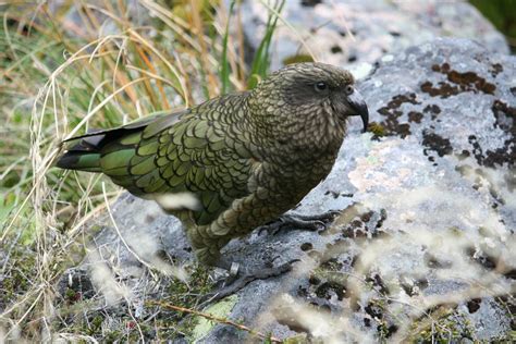 kea  neuseeland foto bild tiere wildlife wild lebende voegel