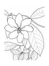 Gardenia Coloring Pages Carinata Flowers Supercoloring Gardenias Printable Drawings Flower Nature Crafts Color Super Para Flores Drawing Colouring Lily Dibujar sketch template