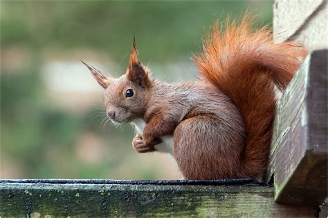 mit dem ruecken zur wand foto bild tiere wildlife saeugetiere