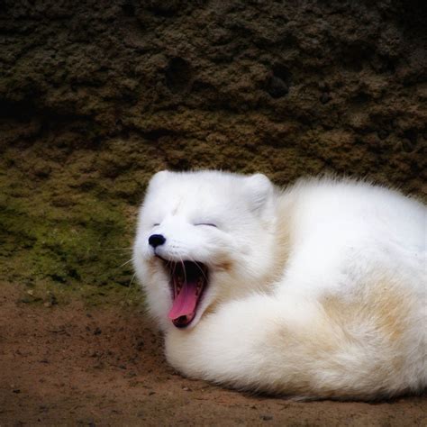 Decline Of Super Cute Arctic Fox May Be Linked To