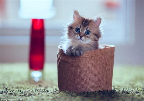 is this the world s cutest kitten daisy becomes an internet sensation