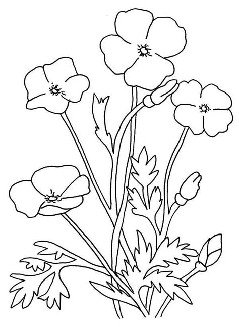 poppy flower coloring page color luna