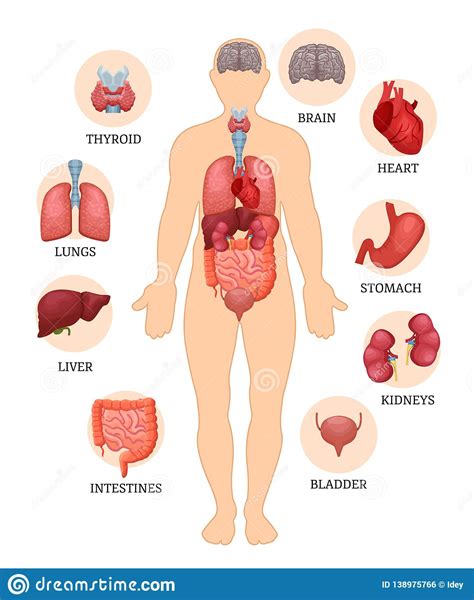 visual scheme of the structure of man and human organs