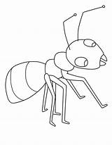 Ant Ants Marching Coloringsky Cutter Insects Hey Asd2 sketch template