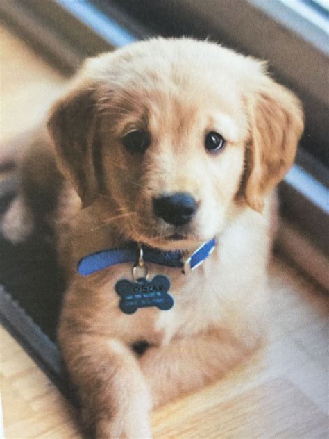 cute  golden retriever puppy golden retriever golden retriever