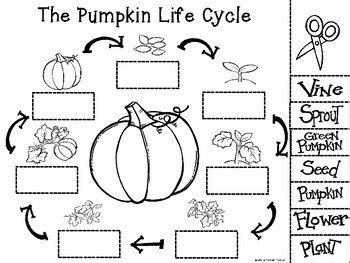 pumpkin life cycle  book  activity sheet   grooms room tpt