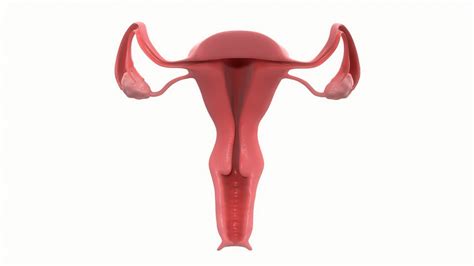 3d Model Female Reproductive System Section Cgtrader