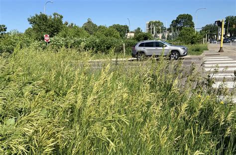 weeds  commonly   roadside turfgrass areas  minnesota