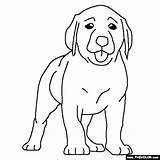 Retriever Hunde Ausmalbilder Labs Welpen Sheets sketch template