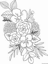 Hydrangea Shayda Campbell Floral Patreon Colouring Outline Sharpie Parra sketch template