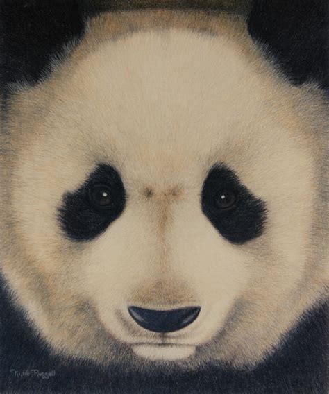 panda face  kylierussell  deviantart