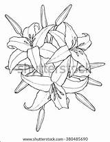 Lily Ovary Labeled Template Lilies sketch template