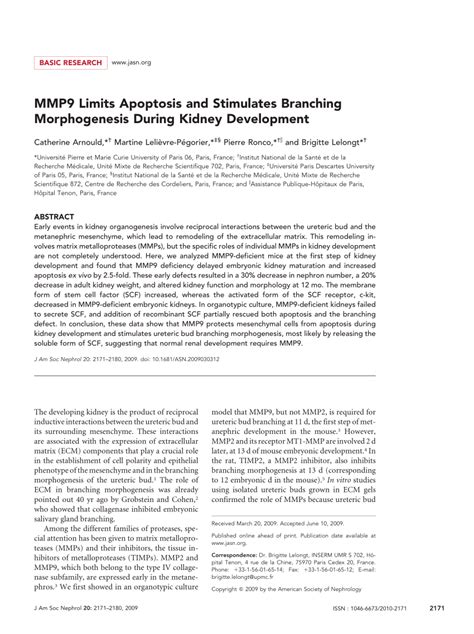 mmp  scf protect  apoptosis  acute kidney injury