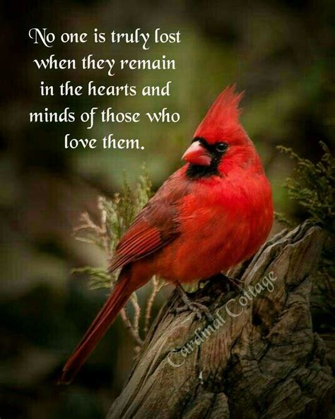 yearn     jeffreyand    cardinal birds red birds love