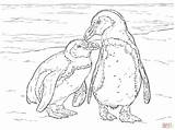 Zwei Pinguine Penguins Pinguino Adelie Brillenpinguine Ausmalbild Zombies Imperatore Everfreecoloring Africani sketch template