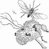 Wasp Gall Etc Clipart Large sketch template