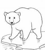 Bear Indiaparenting sketch template