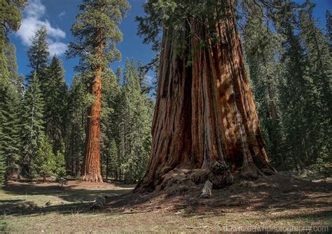 risultati immagini per sequoia immagini