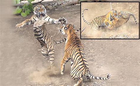 tigers fighting  ranthambore rajasthan