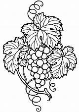 Grapes Grape Coloring Clipart Drawing Clip Vine Outline Pages Leaves Line Wine Printable Embroidery Tattoo Vines Pattern Patterns Grapevine Fruit sketch template