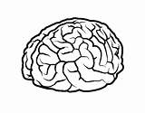 Cerebro Cervello Colorare Beyin Boyama Colorir Sulcus Cerebral Cervell Cérebro Teeth Hemisphere Agy Lobes Cortex Encefalo Acolore Utente Registrato Coloringcrew sketch template