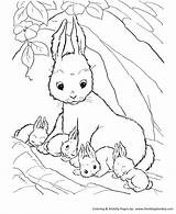 Coloring Rabbit Pages Farm Baby Animal Rabbits Animals Mommy Bunny Printable Sheet Color Her Honkingdonkey Cute Colouring Drawing Print Bunnies sketch template