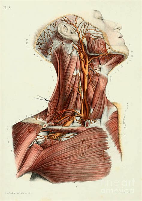anatomy human body  anatomical  painting  boon mee fine art america