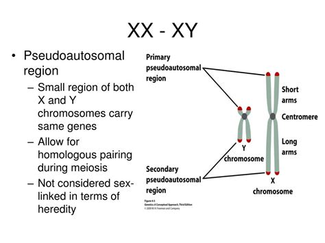 Ppt Chapter 4 Sex Determination And Sex Linked Characteristics