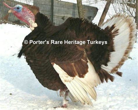 bourbon red porters rare heritage turkeys heritage breeds rhode