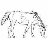 Cavalo Grazing Colorare Quarter Dibujos Disegni Ausmalbild Caballos Caballo Pferde Thoroughbred Pastando Ausdrucken Sponsored sketch template