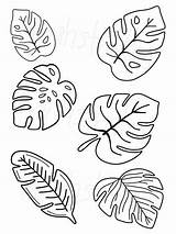 Monstera Blatt Schablone Basteln Folhas Tropicales Greenery Blätter Dschungel Patrones Strokes Pintadas Sobres Blaetter Costela Adão Miniaturas Imprimibles Applique Moana sketch template