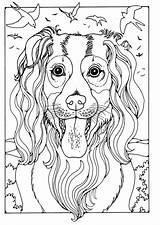 Collie Colorare Herdershond Malvorlage Edupics Dog Ausmalbilder Schulbilder Grote Große sketch template