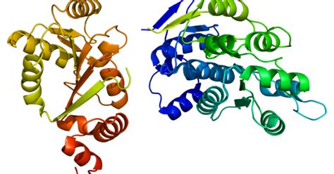 rna helicase activity in the immune system a matter of sex chromosomes
