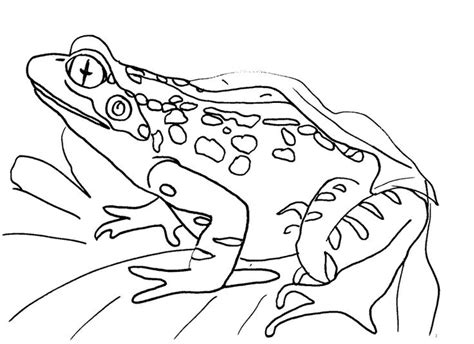 beautiful coloring pages  frogs    frog coloring pages