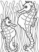 Colorat Desene Seahorses Ippocampo Planse Pesti Stampare Animale Marini Cai Xcolorings Fondali 1200px 914px 173k Mancare Trafic sketch template