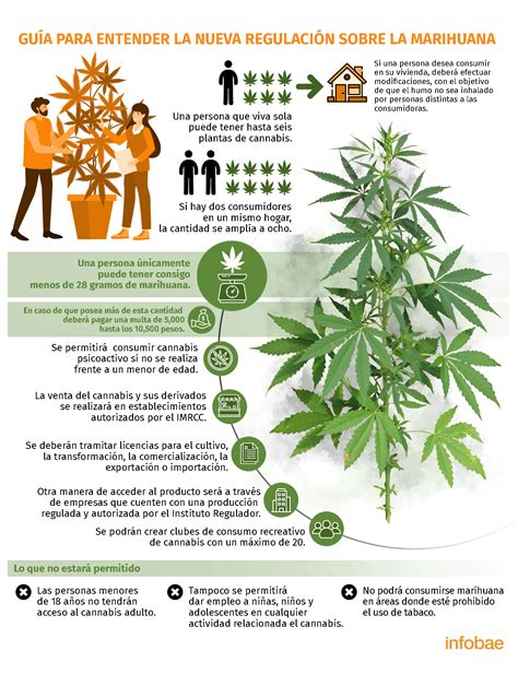 regulación de la marihuana en méxico guía completa para entender qué