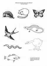 Animals Coloring Pages Hibernate Worksheet Animal Habitat Hibernation Winter Where Do Worksheets Migrate Printable Via Template Worksheeto sketch template
