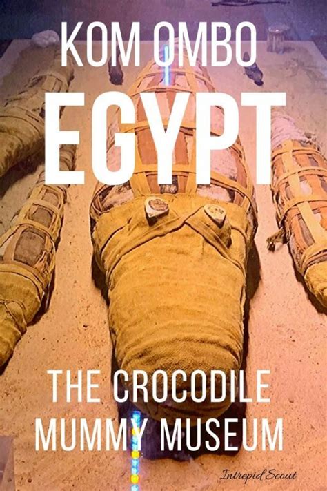 Why You Must Visit The Crocodile Mummy Museum In Kom Ombo Egypt